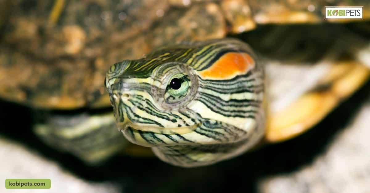 Importance of Having the Right Environment for a Red-Eared Slider Turtle