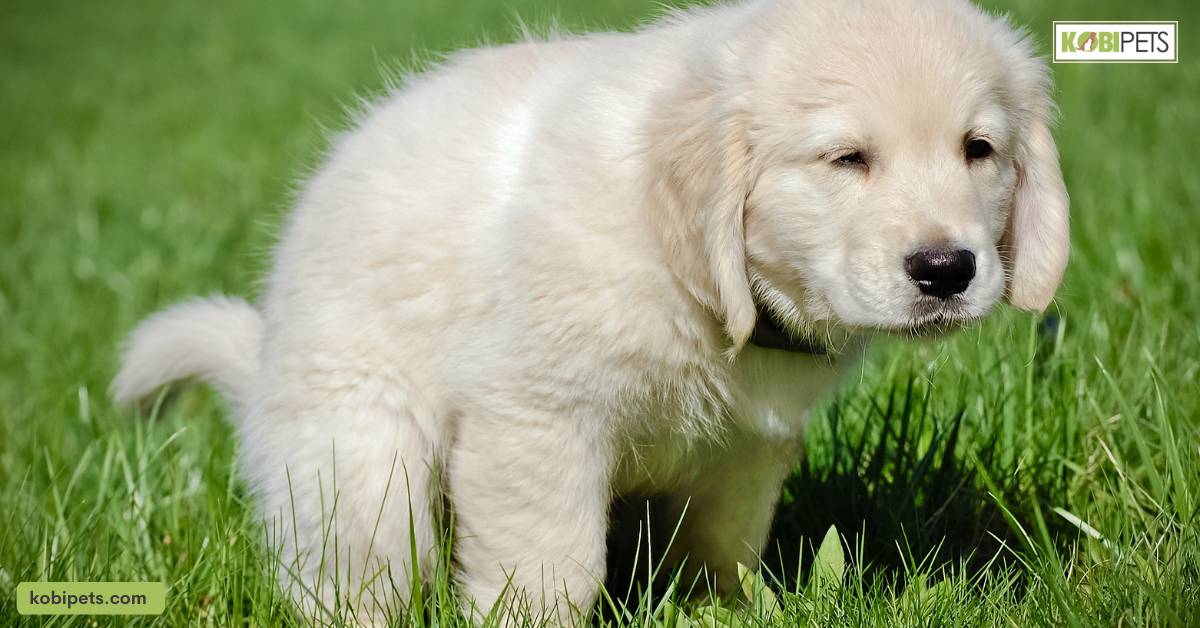 Importance of Potty Training Your Puppy