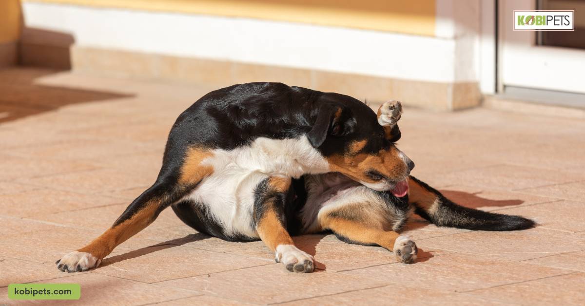 Importance of Understanding Why Dogs Lick Their Butts