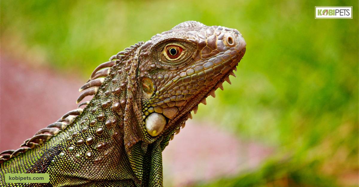 Importance of UV Light for Exotic Pet Health and Well-Being