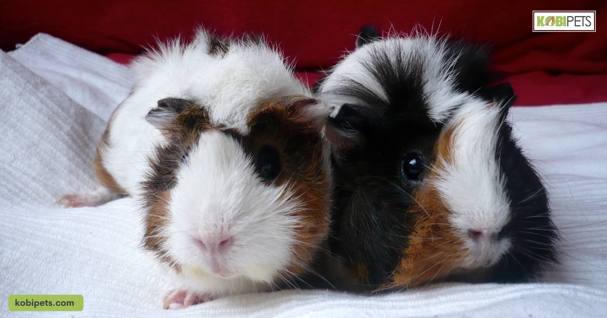 Interaction with Other Guinea Pigs