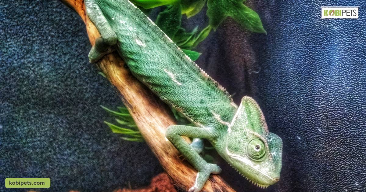 Keeping Your Pet Reptile Clean and Healthy