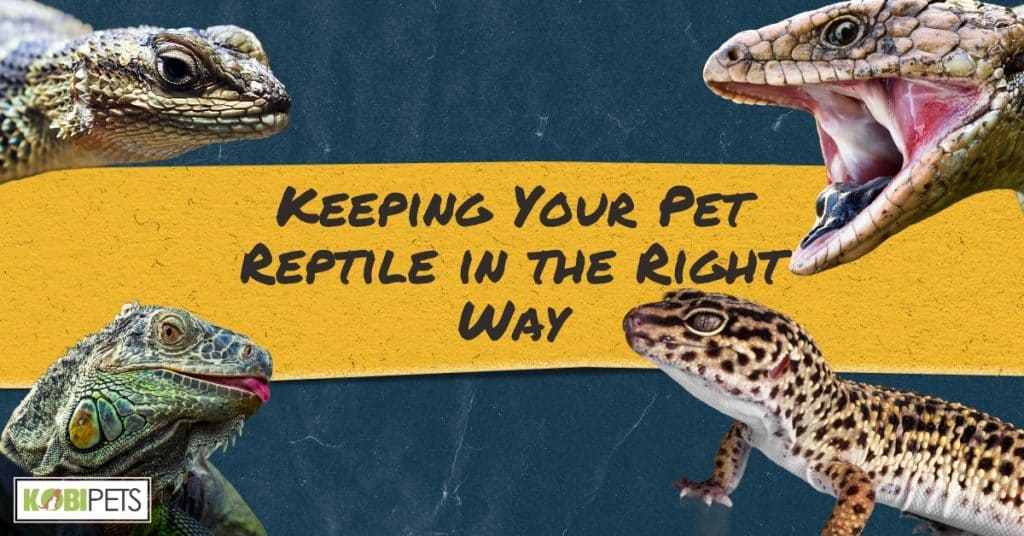 Keeping Your Pet Reptile in the Right Way - Kobi Pets