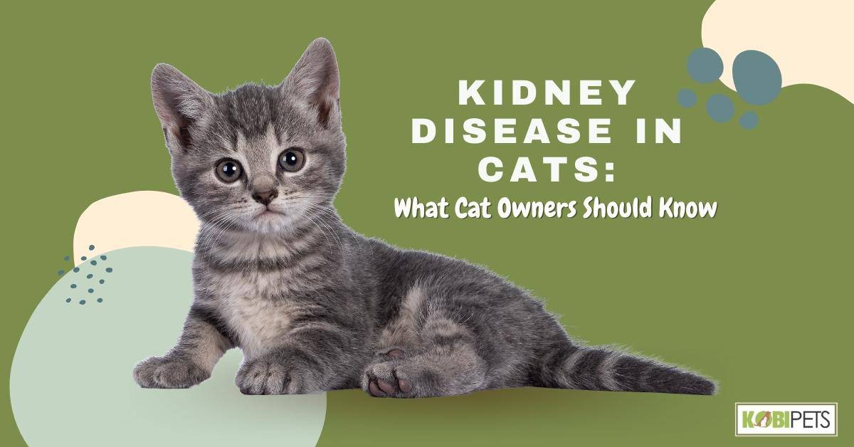 Kidney Disease in Cats: What Cat Owners Should Know
