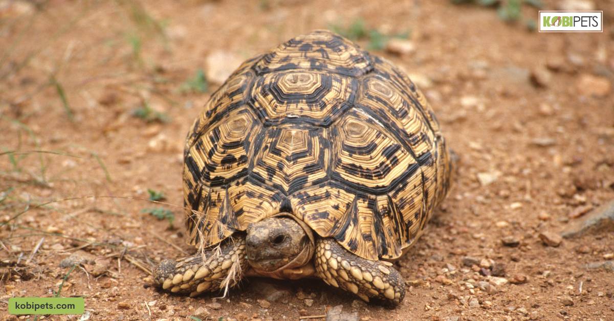 Leopard Tortoise