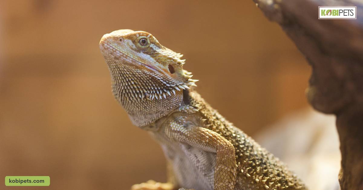 Lizard Behavior and Interaction