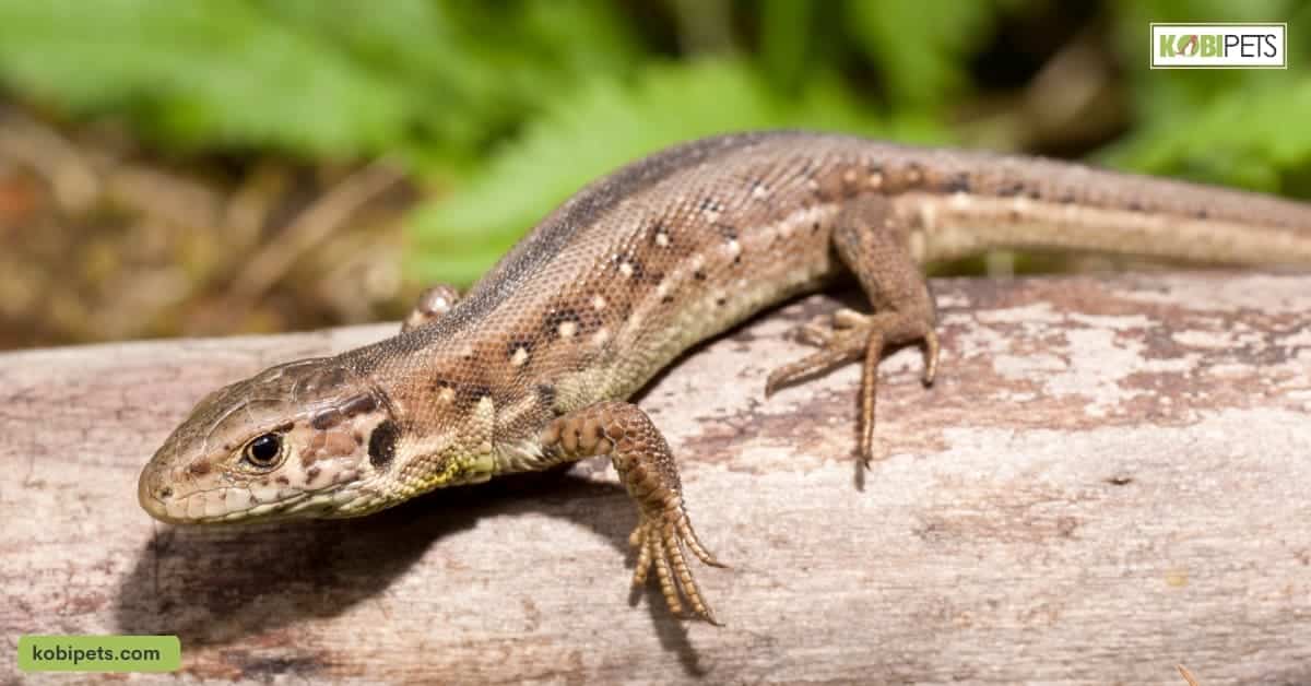 Your Pet Lizard - A Detailed Guide - Kobi Pets