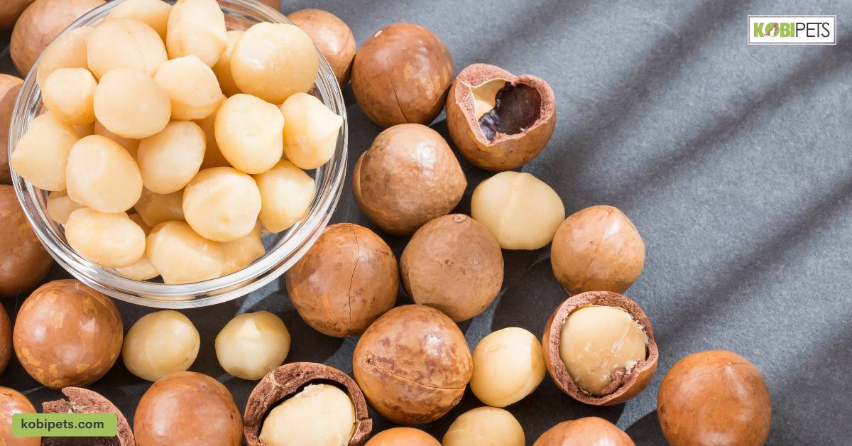 Macadamia Nuts