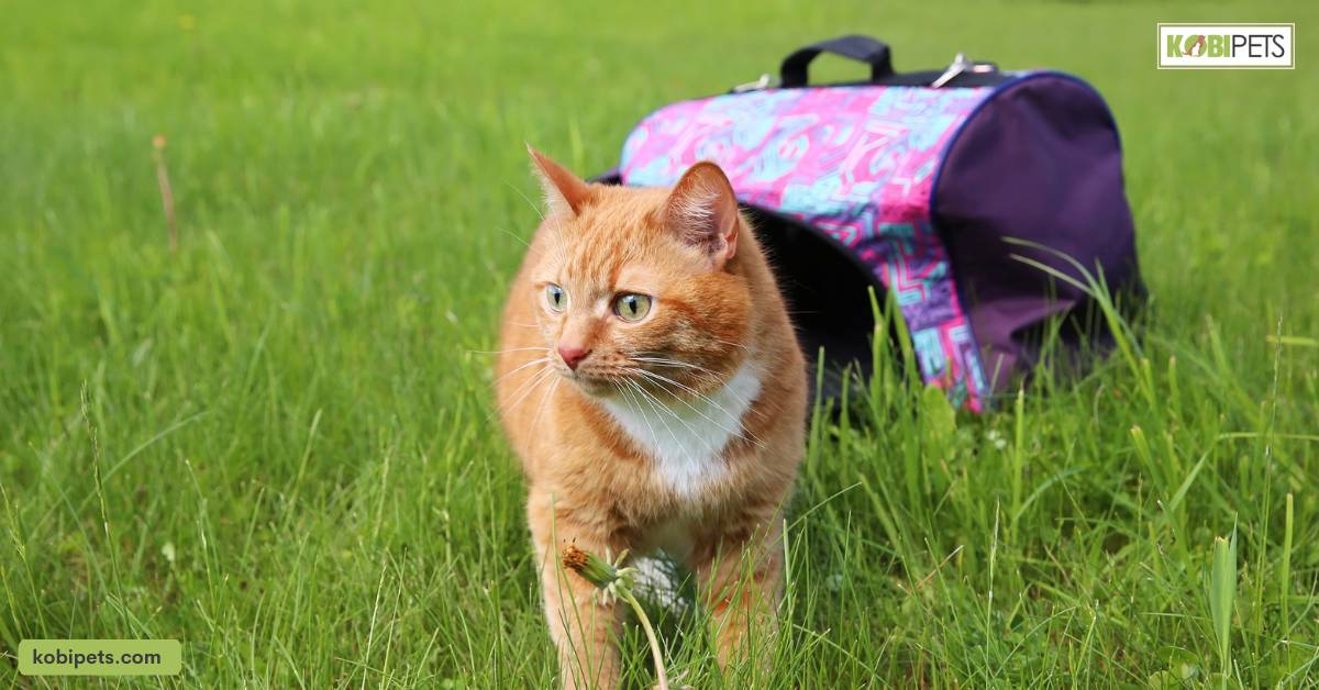 Monitor Trends in the Pet Carrier Industry to Stay Ahead of Competitors