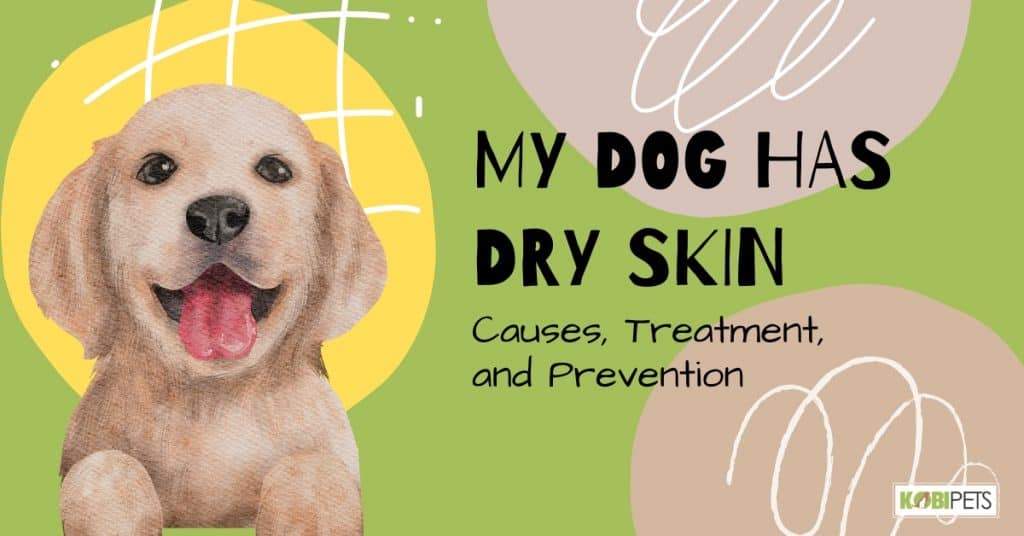My Dog has Dry Skin Causes, Treatment, and Prevention Kobi Pets