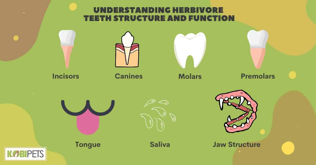 Understanding Herbivore Teeth Structure and Function