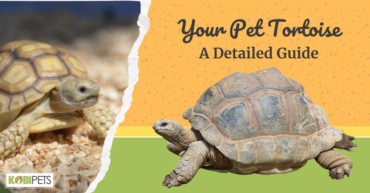 Your Pet Tortoise - A Detailed Guide