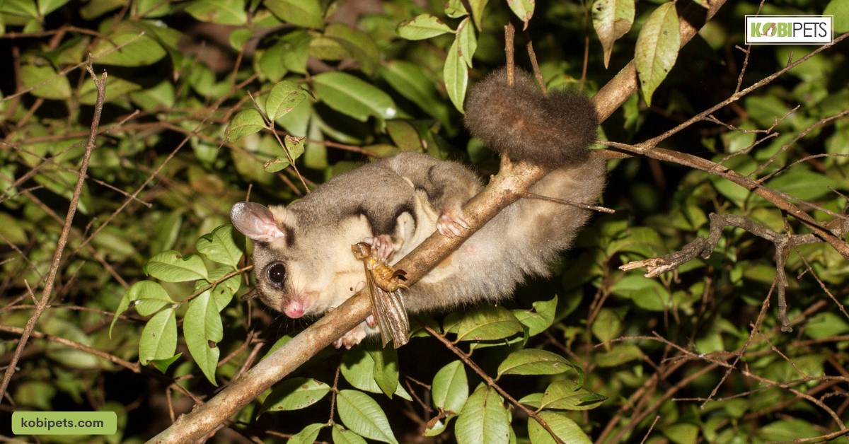 Nocturnal Nature of Sugar Gliders