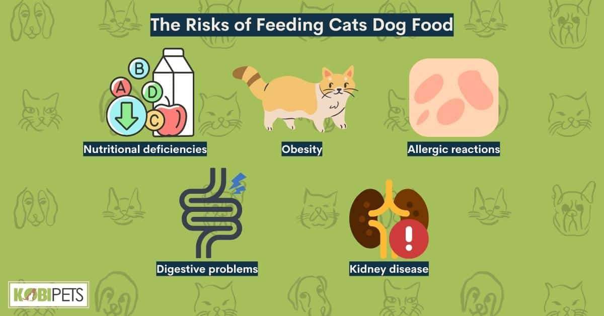 The Risks of Feeding Cats Dog Food