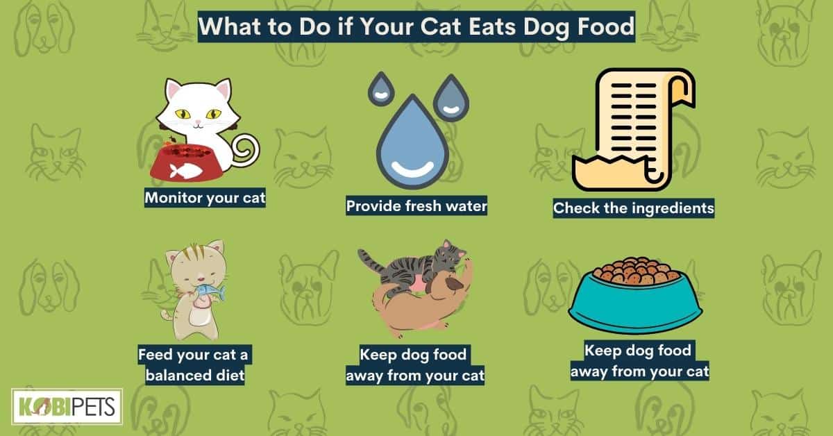 What to Do if Your Cat Eats Dog Food