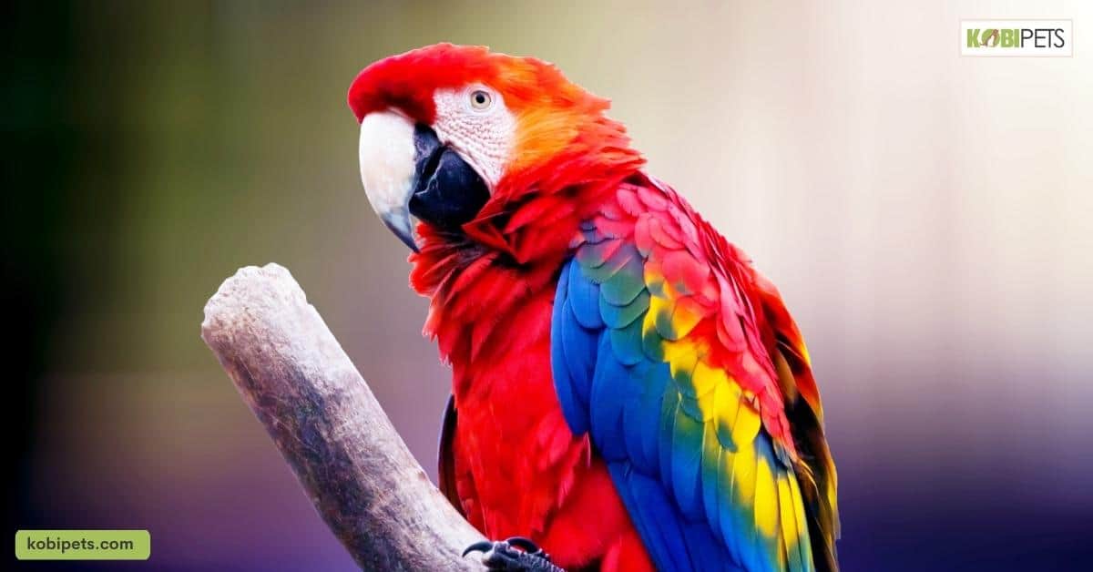 Nutritional Requirements of Different Exotic Pets