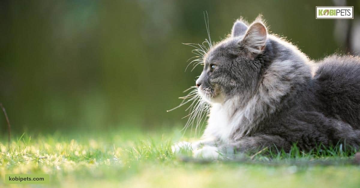 Observing Your Cat’s Behavior and Symptoms