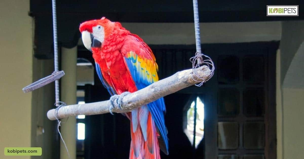 Offer a Variety of Toys and Perches