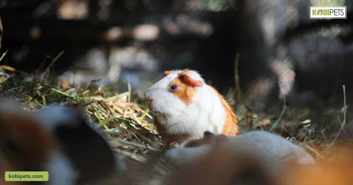 Other Safety Precautions When Keeping a Guinea Pig Safe Around Other Pets