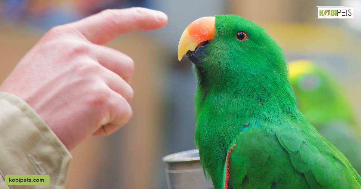 Parrot Care and Its Benefits