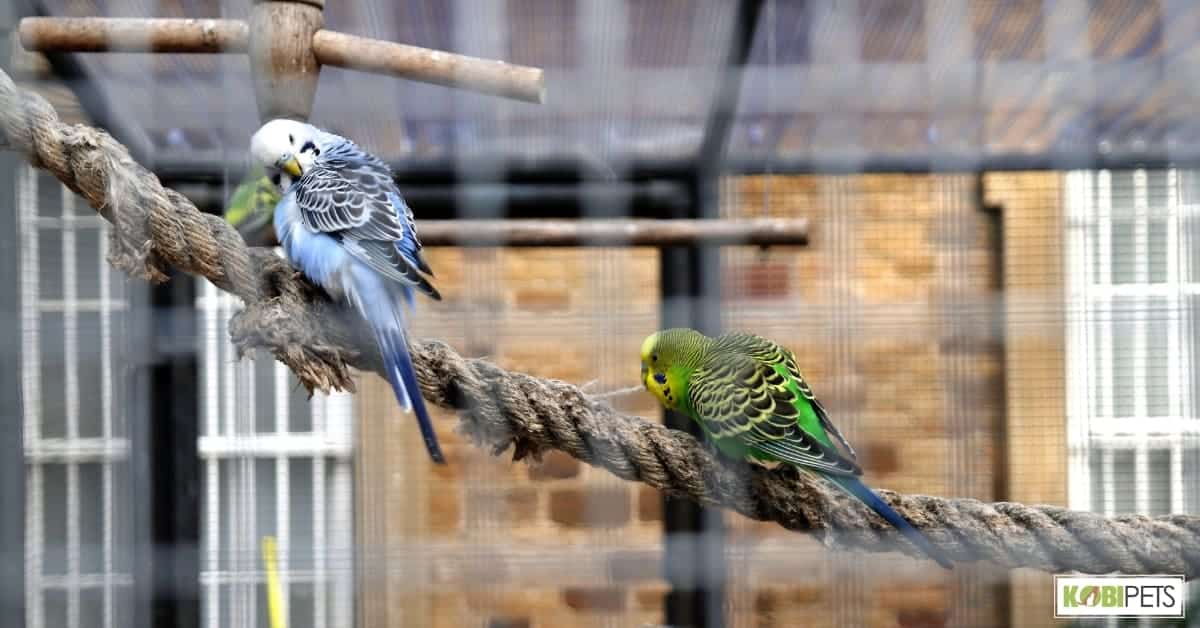 Prevention and Management of Heart Attacks in Pet Birds