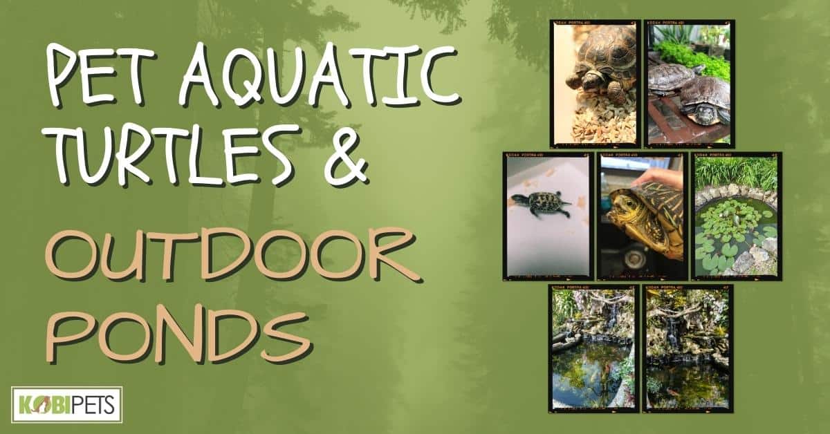 Pet Aquatic Turtles and Outdoor Ponds
