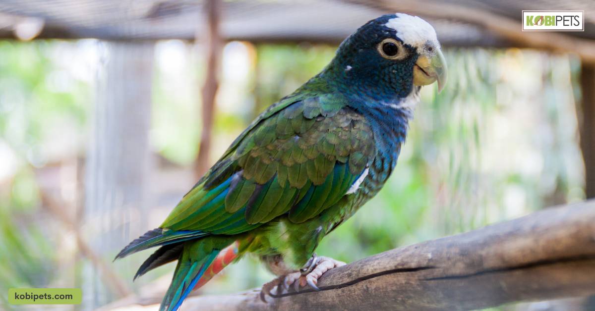 Pionus Parrot