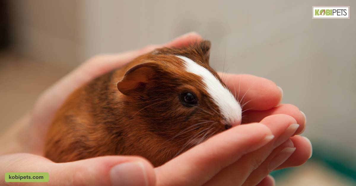 Popularity of Guinea Pigs as Pets