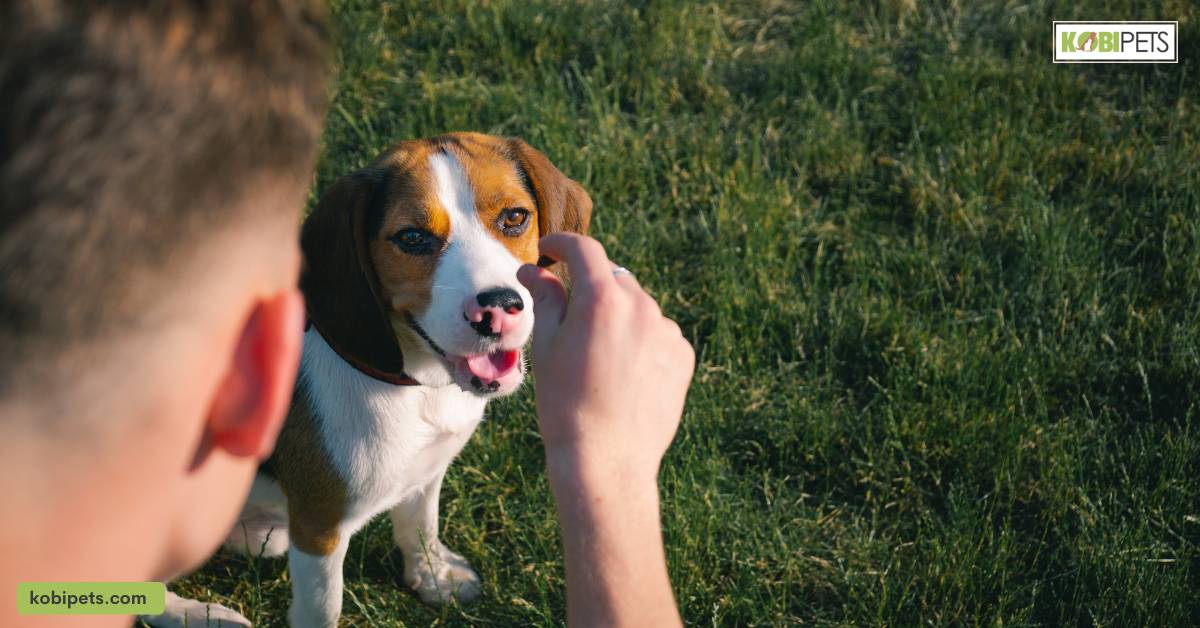 Positive Reinforcement Techniques