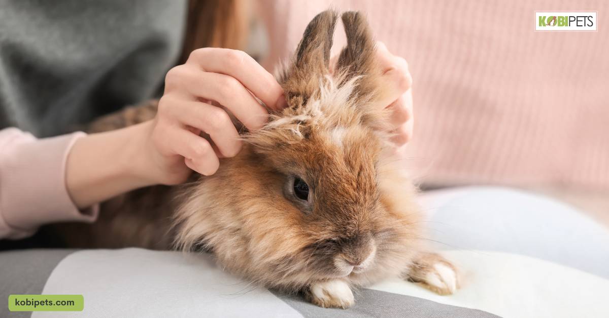 Praise and Reward Your Rabbit for Using the Litter Box