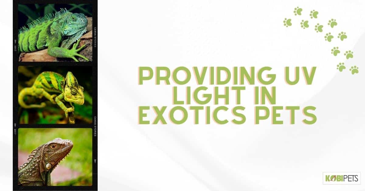 Providing UV Light in Exotics Pets