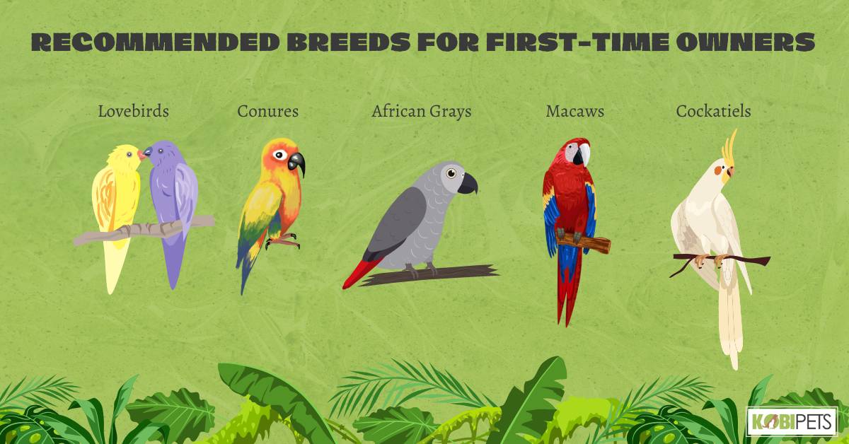 Recommended Breeds for First-Time Owners