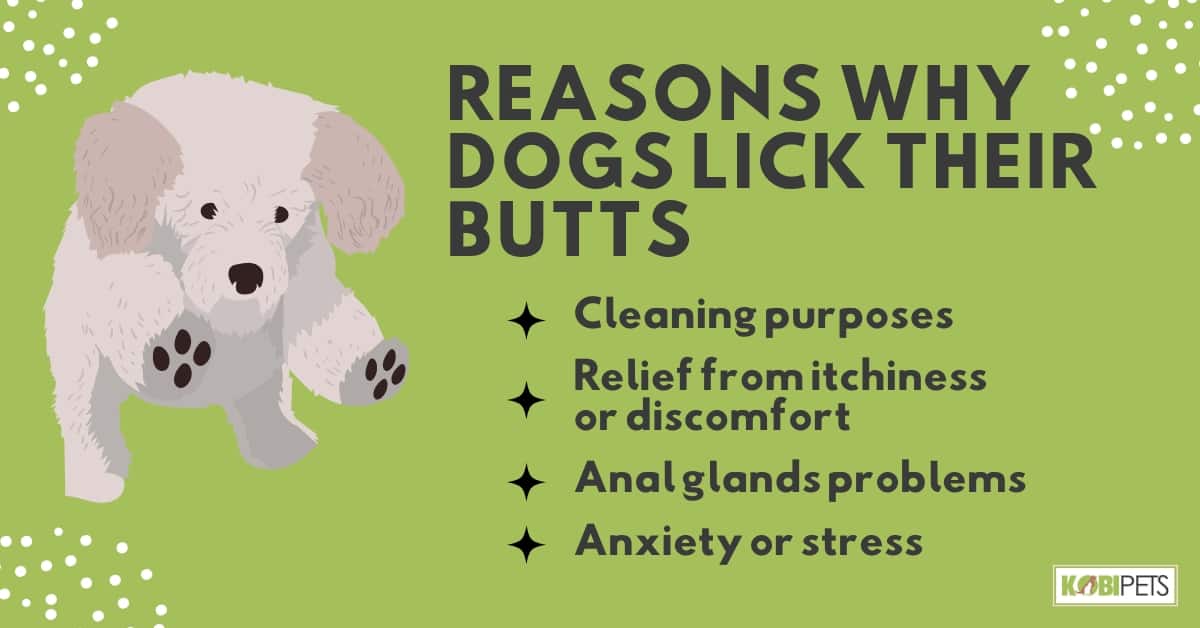 Reasons Why Dogs Lick Their Butts