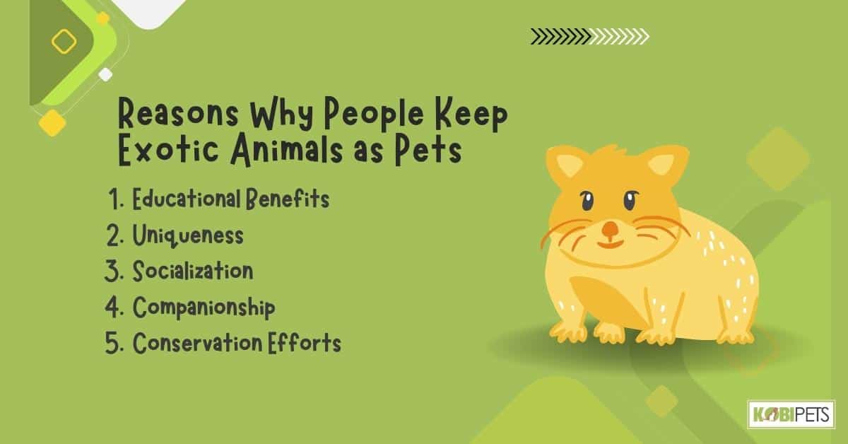 Reasons Why People Keep Exotic Animals as Pets