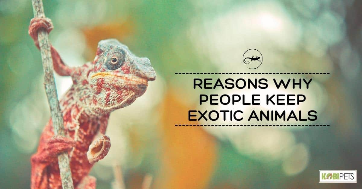5 Reasons Why People Keep Exotic Animals - Kobi Pets