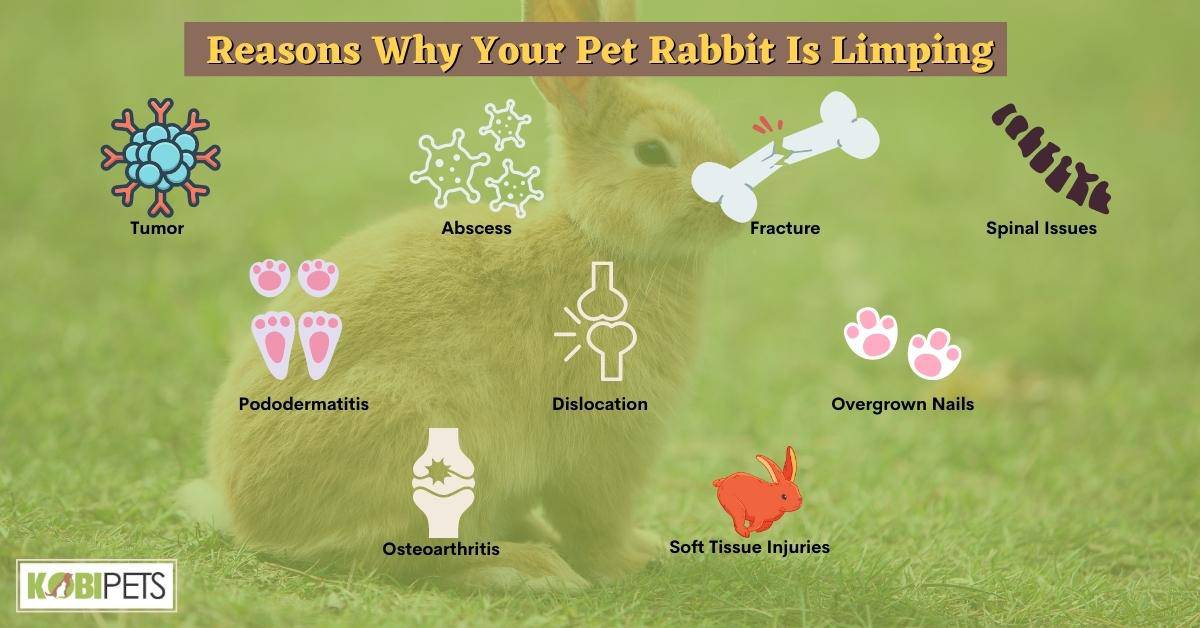 Reasons Why Your Pet Rabbit Is Limping