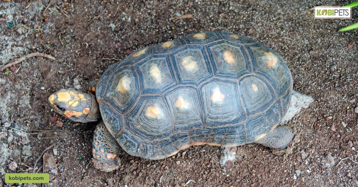 Red-Footed Tortoise