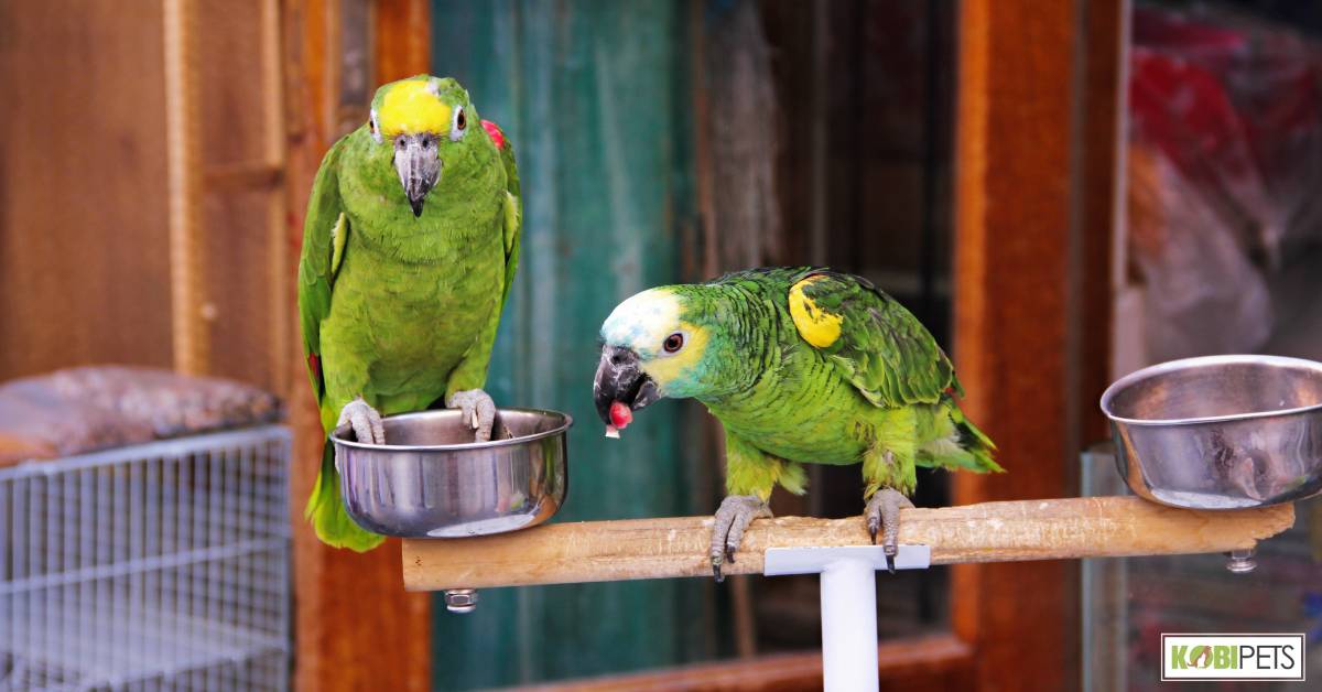 Requirements for Perches, Toys, and Food Dishes