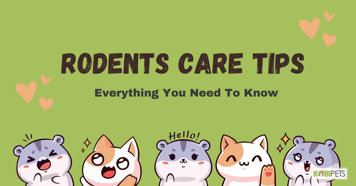 Rodents Care Tips: Everything You Need To Know