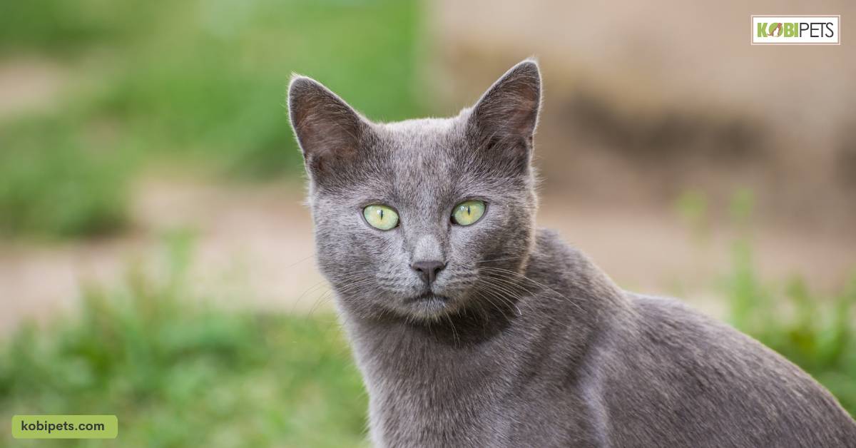 Russian Blue Cats