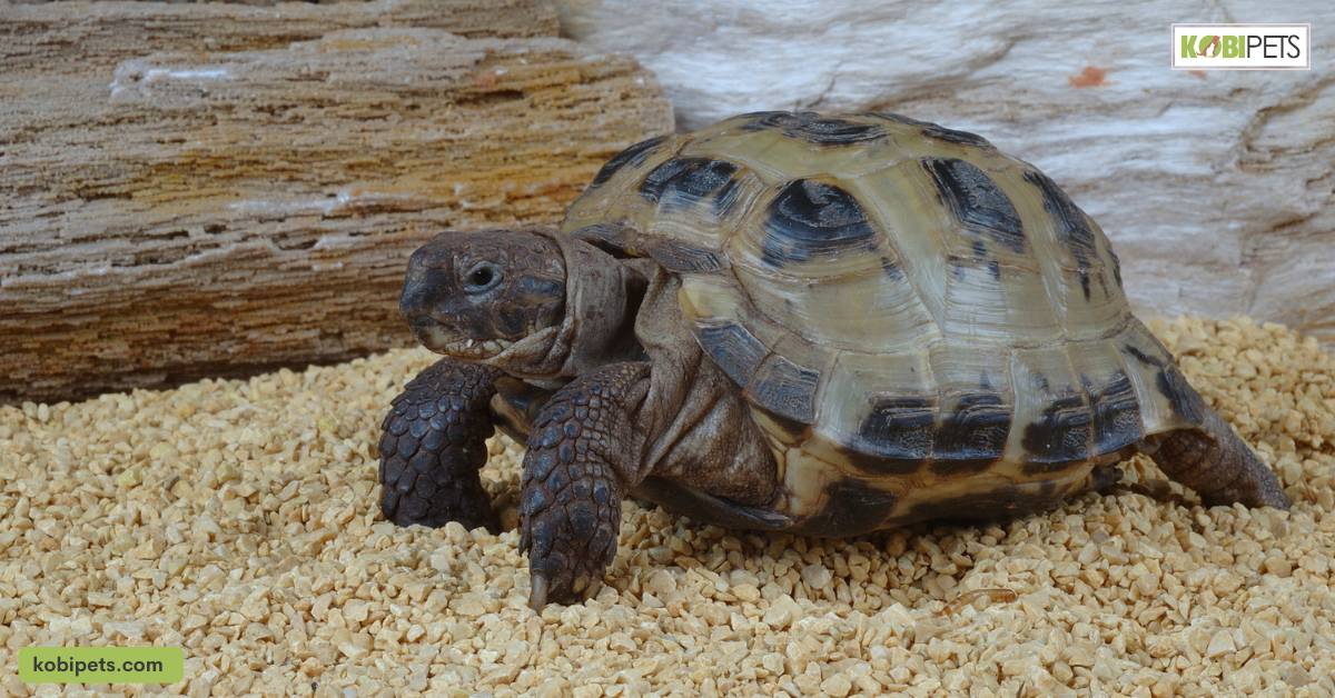 Russian Tortoise