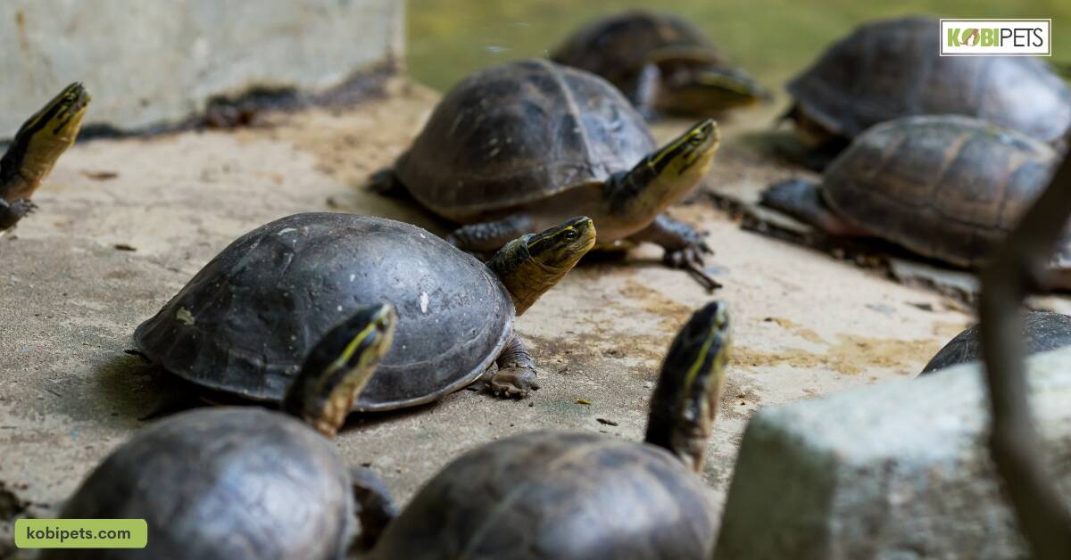 Setting up an Indoor Aquatic Turtle Habitat