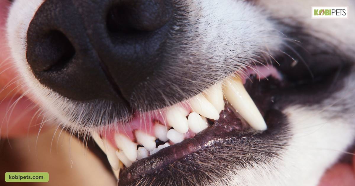 Sign of Good Oral Health on Pets