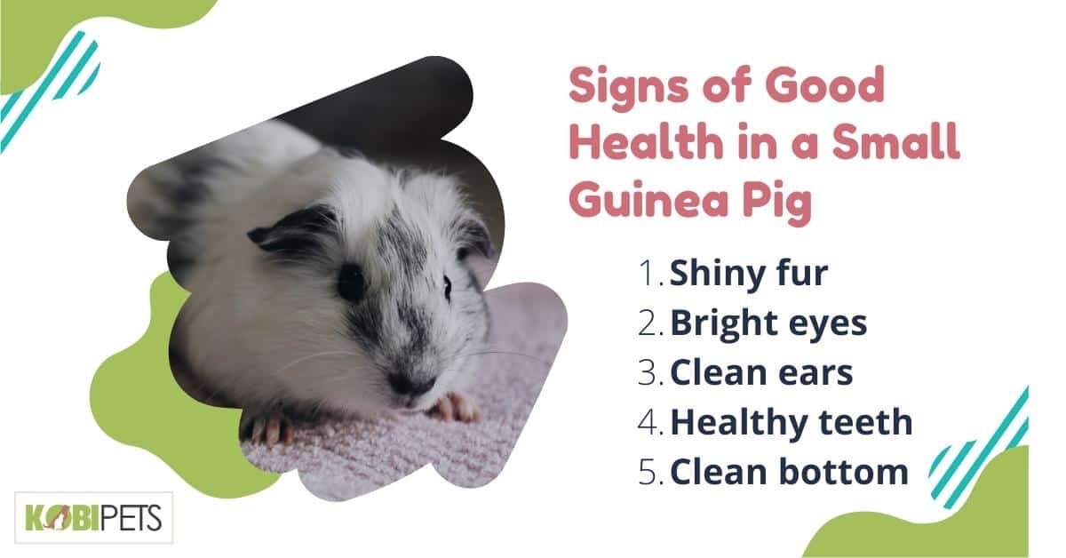 Signs of Good Health in a Small Guinea Pig