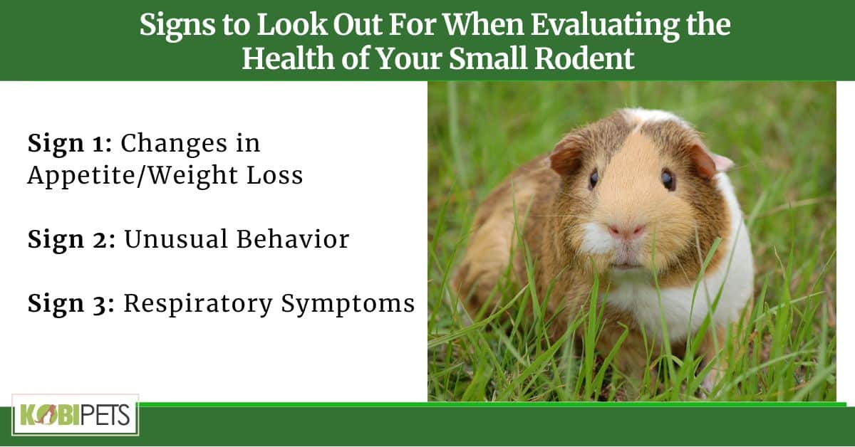Signs to Look Out For When Evaluating the Health of Your Small Rodent