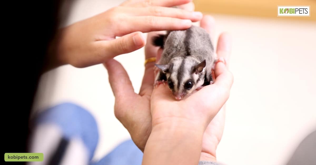 Social Requirements of Sugar Gliders