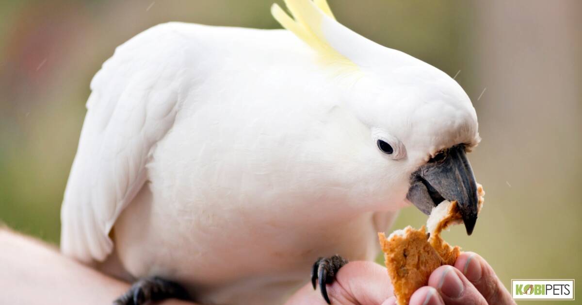 Tips for Bonding With Your Parrot