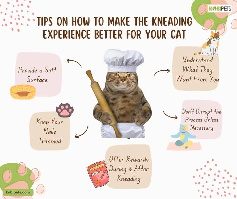 Tips on How to Make the Kneading Experience Better for Your Cat