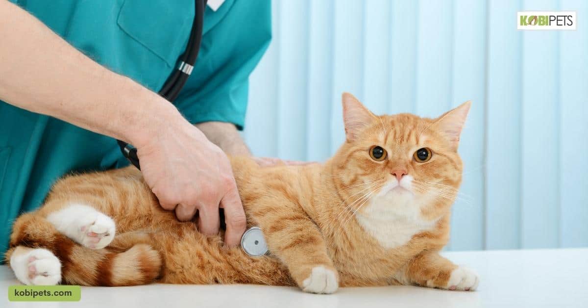 Taking Your Cat to the Vet for a Check-up