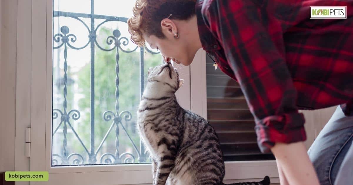 The Love Between Cats and Owners